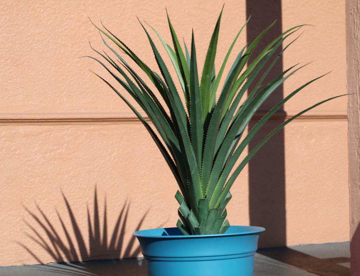 San Mateo Inn Albuquerque Zewnętrze zdjęcie